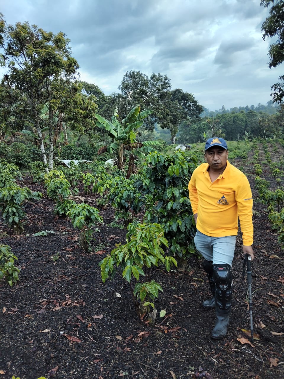Dilio Pechene (Best of Cauca No. 1 Auction Winner)